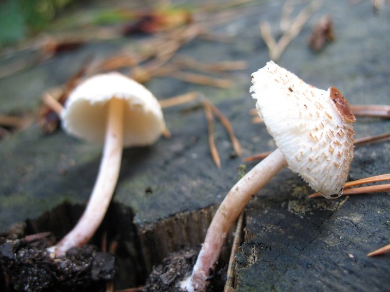 Lepiota cristata